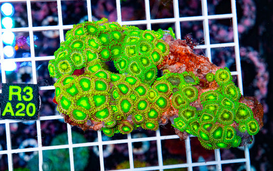 Zombie Green Zoa Colony "WYSIWYG"