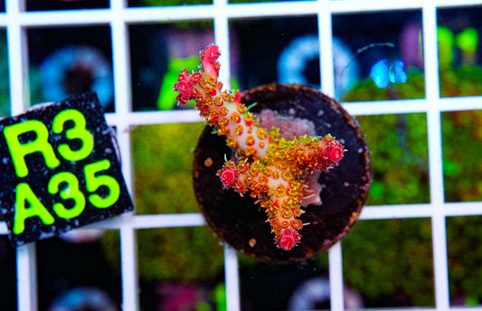 Ultra Acro WYSIWYG coral frag - Matt's Corals