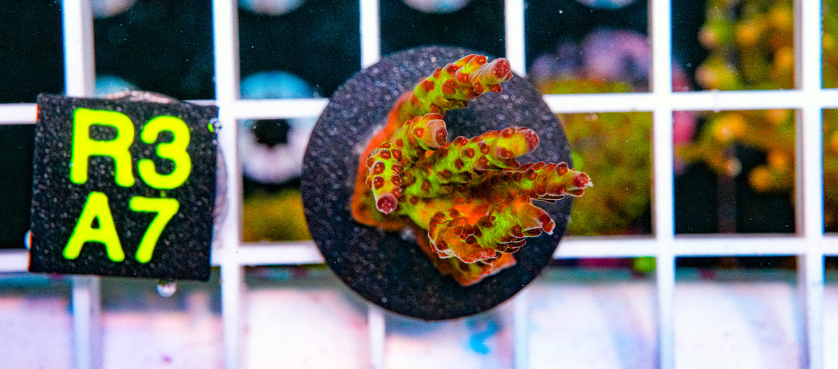 WWC Twig and Berries "WYSIWYG"