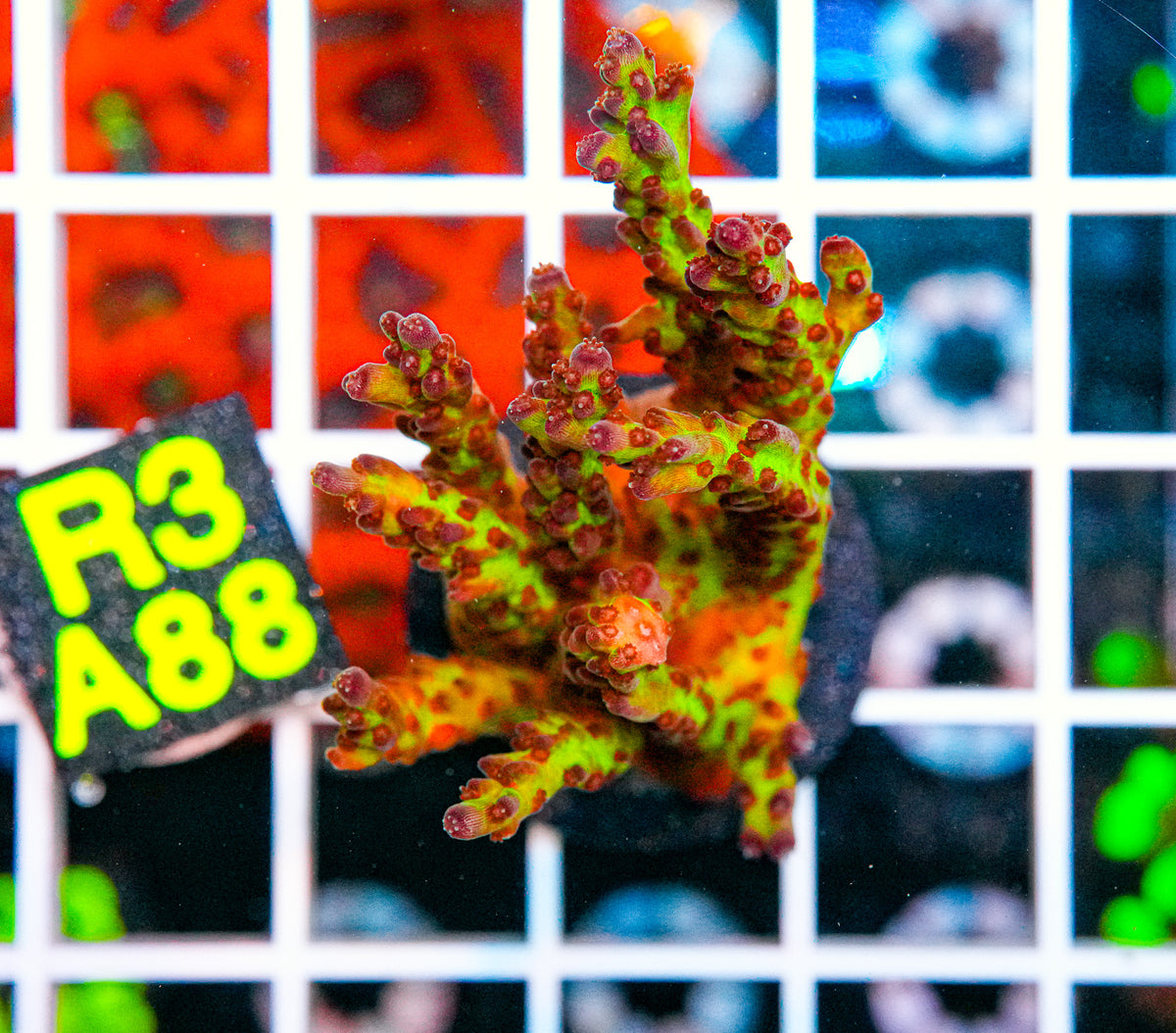 WWC Twig and Berries "WYSIWYG"