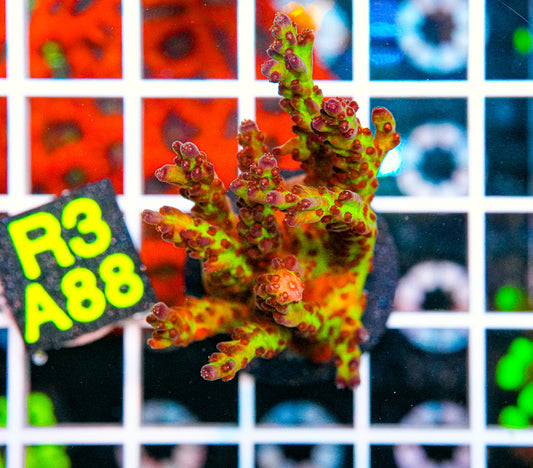 WWC Twig and Berries "WYSIWYG"