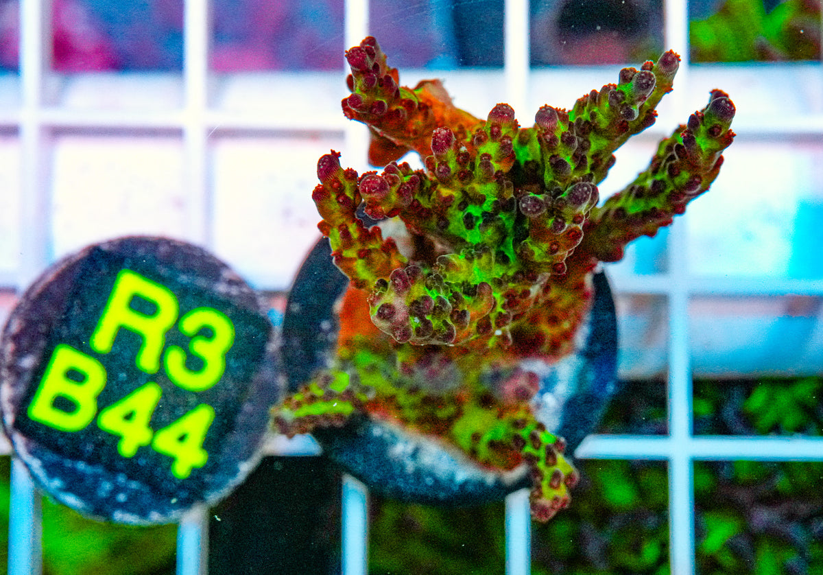 WWC Twig and Berries "WYSIWYG"