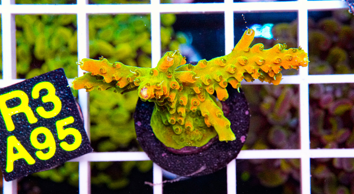 TGC Tropicana "WYSIWYG"