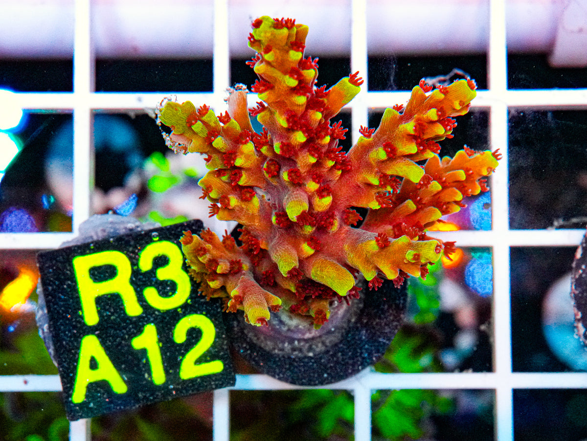 WWC Red Cadillac "WYSIWYG"
