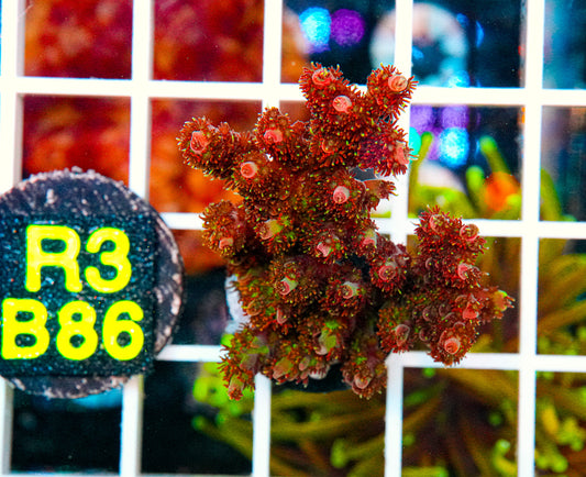 TSA Carolina Reaper Mini Colony "WYSIWYG"