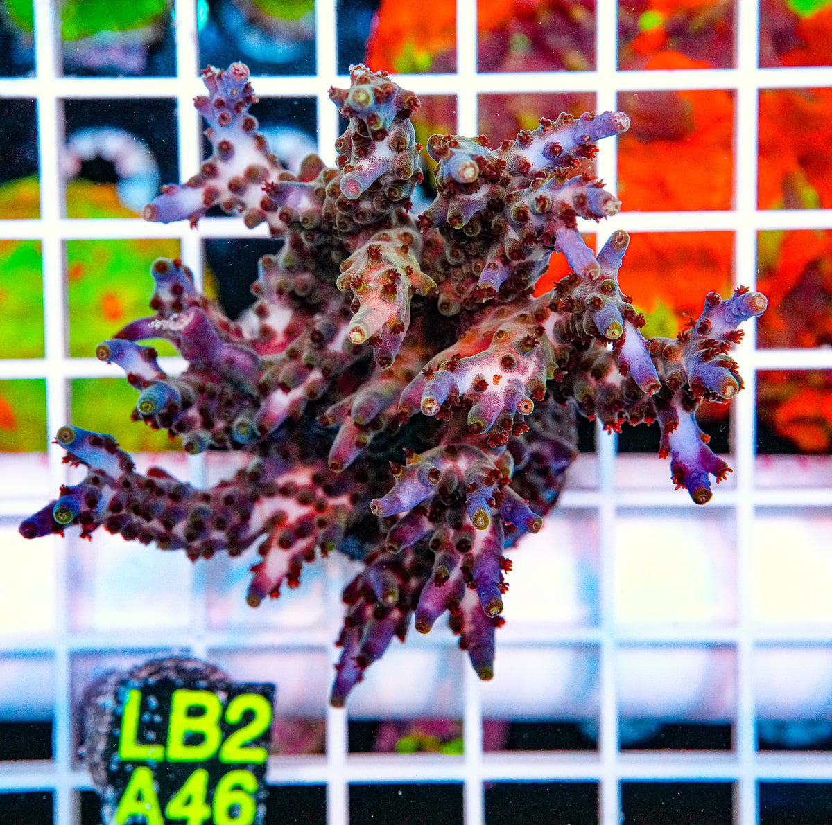 Z's Blueberry Wine COLONY "WYSIWYG"