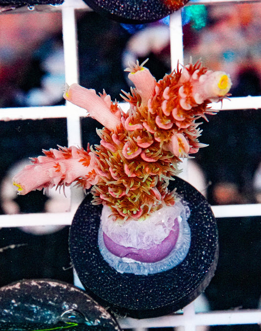 Ultra Acro "WYSIWYG"