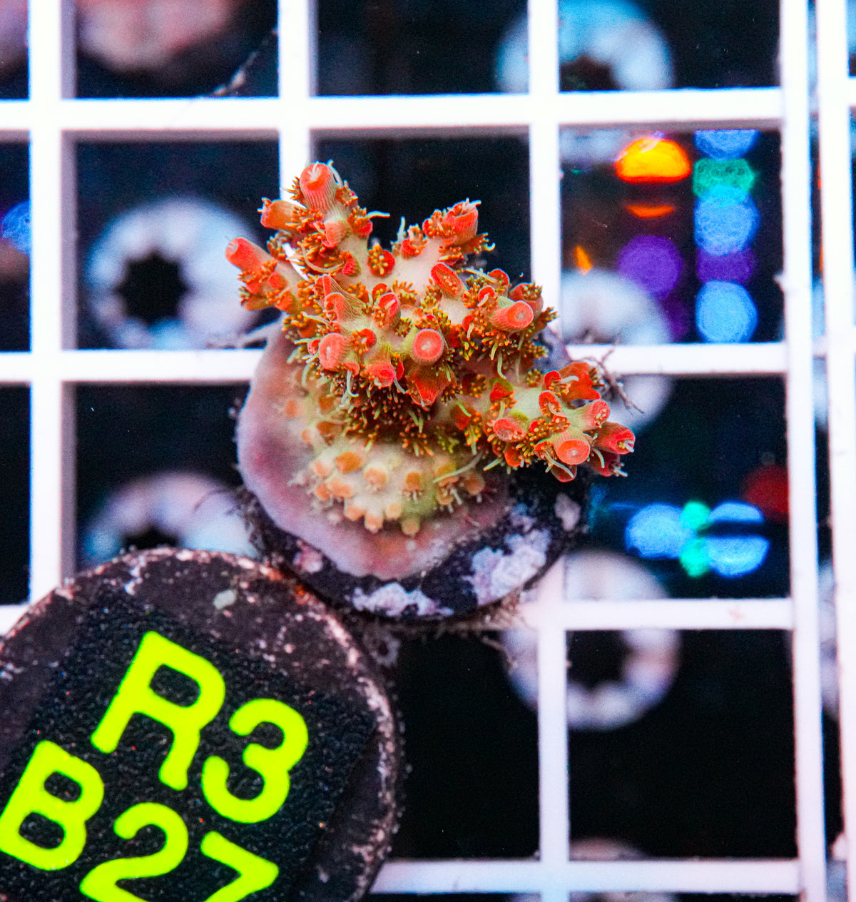 CB Tangerine Dream "WYSIWYG"
