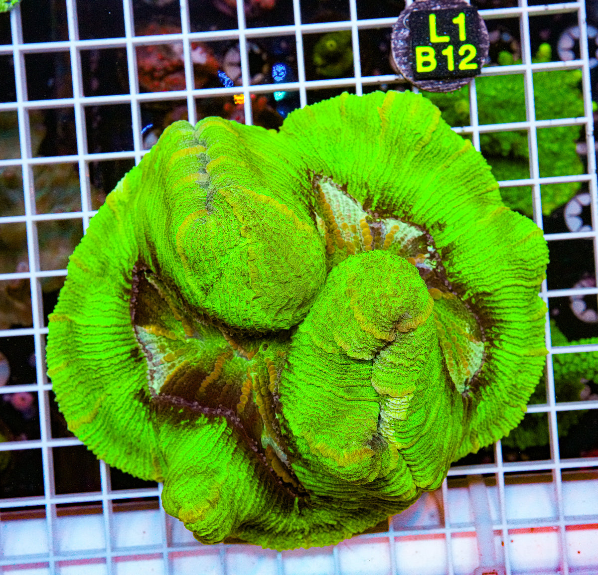 Ultra Green Wellsophyllia "WYSIWYG"
