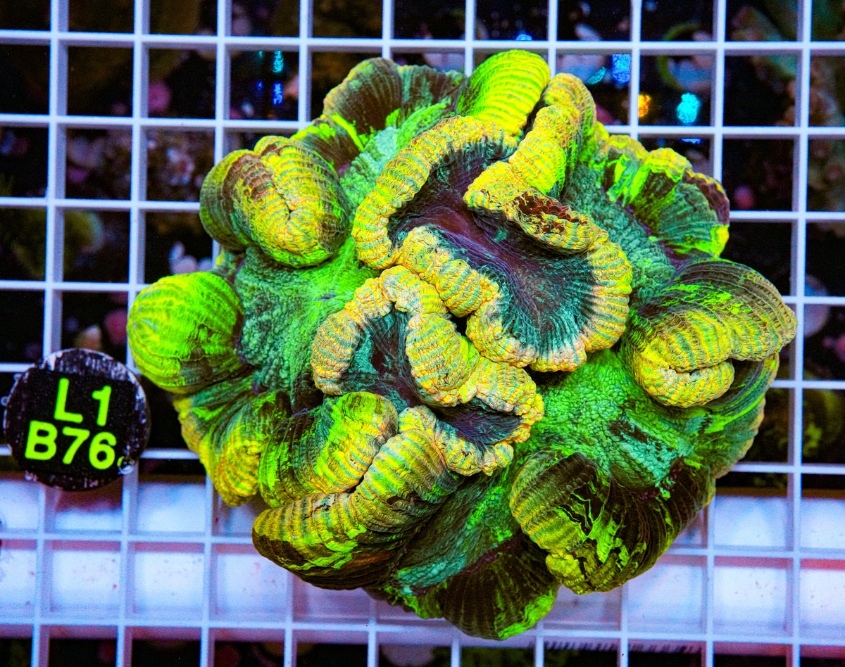 Ultra Green / Yellow Wellsophyllia "WYSIWYG"