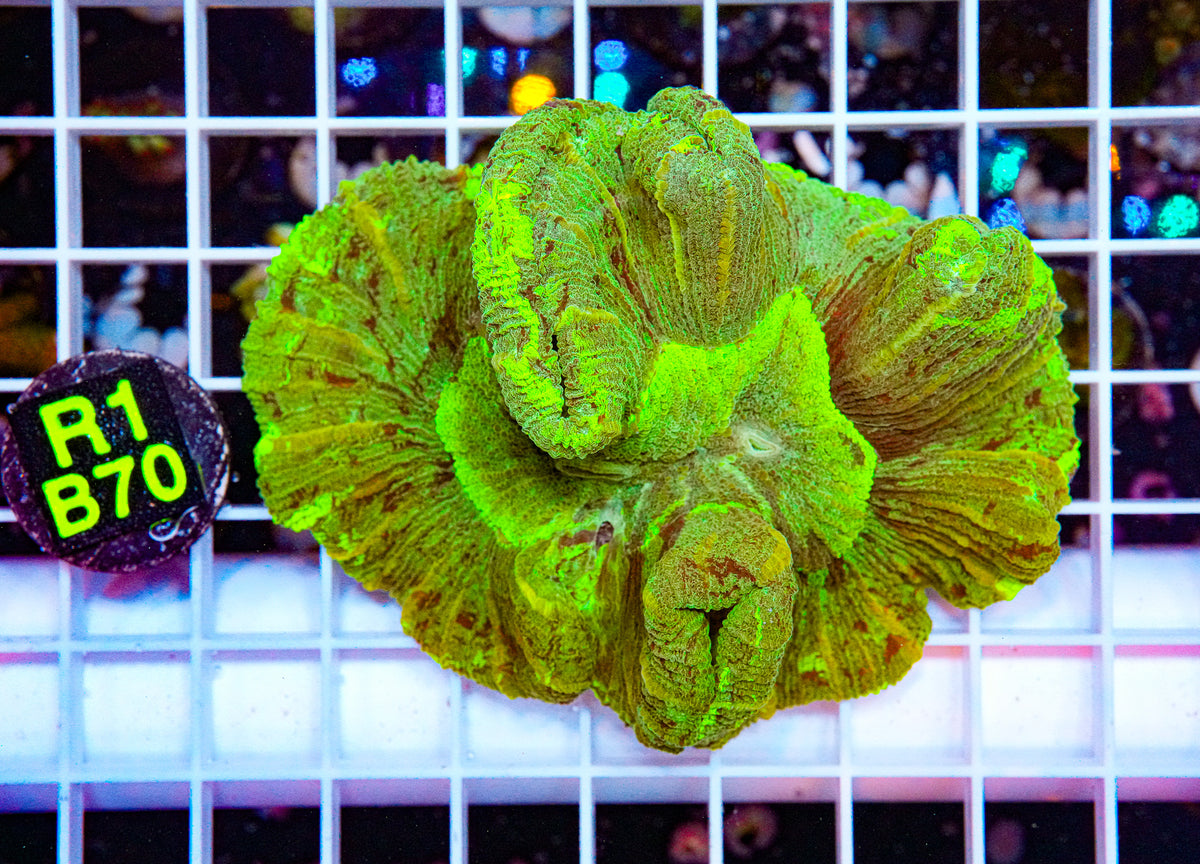 Ultra Green & Yellow Wellsophyllia "WYSIWYG"
