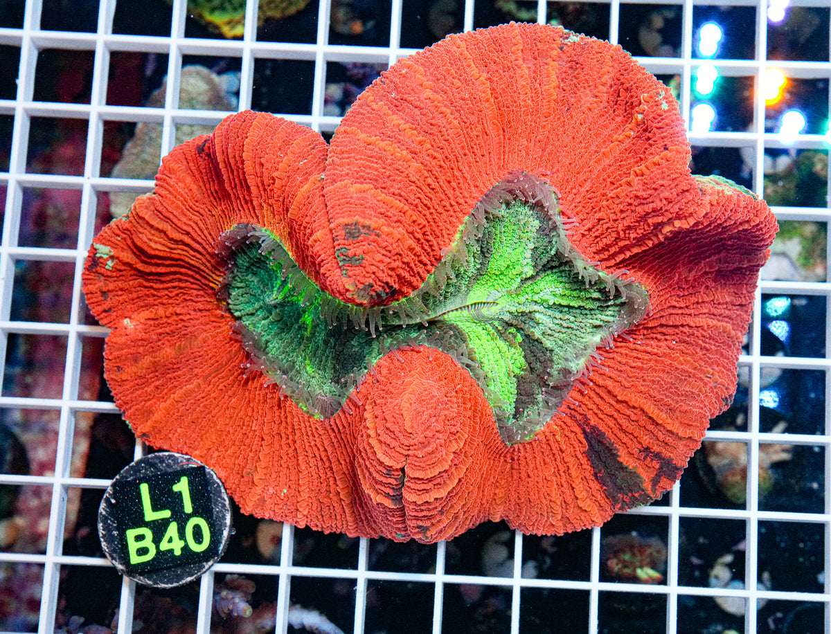 Ultra Red & Green Wellsophyllia "WYSIWYG"