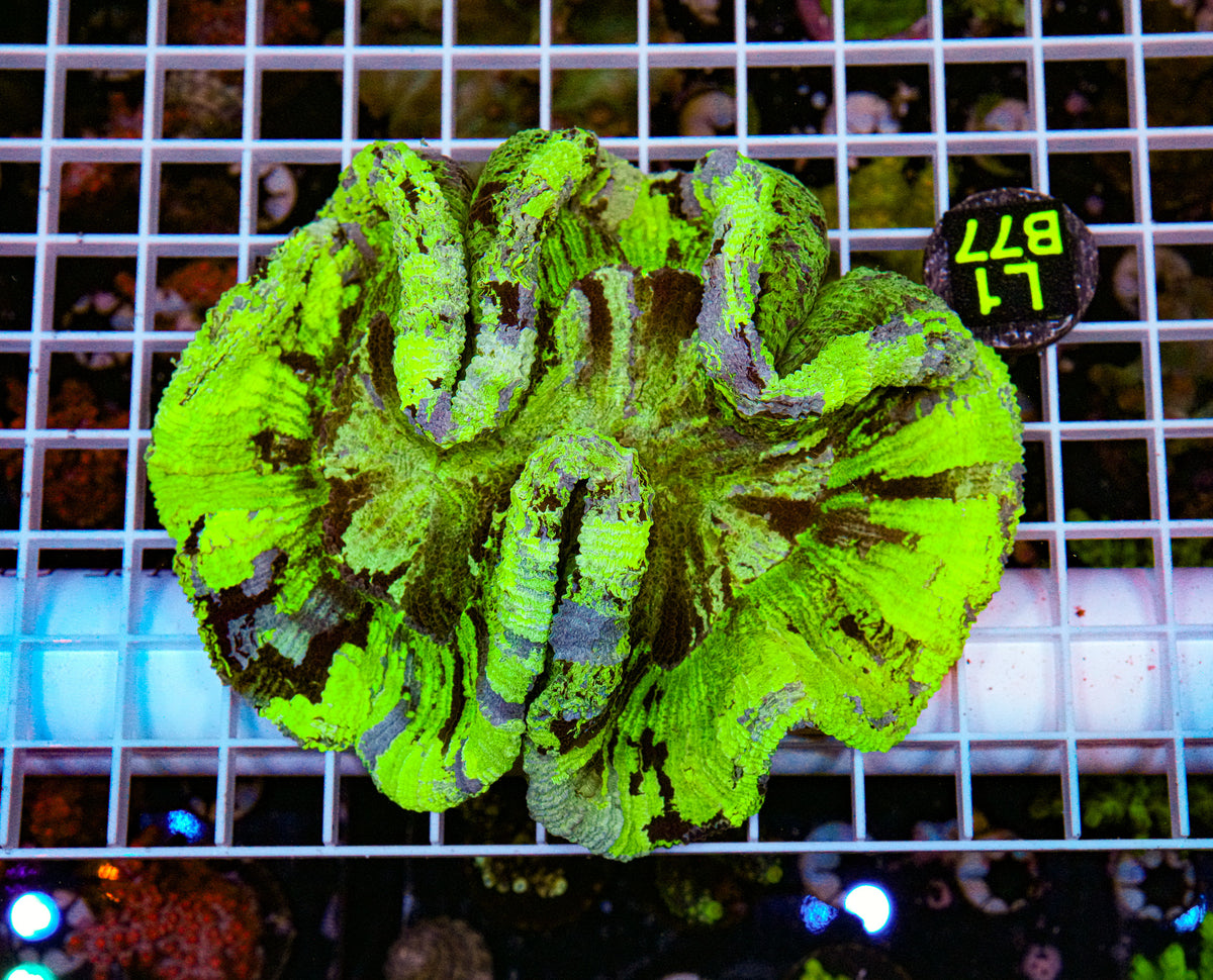 Ultra Splatter Wellsophyllia "WYSIWYG"