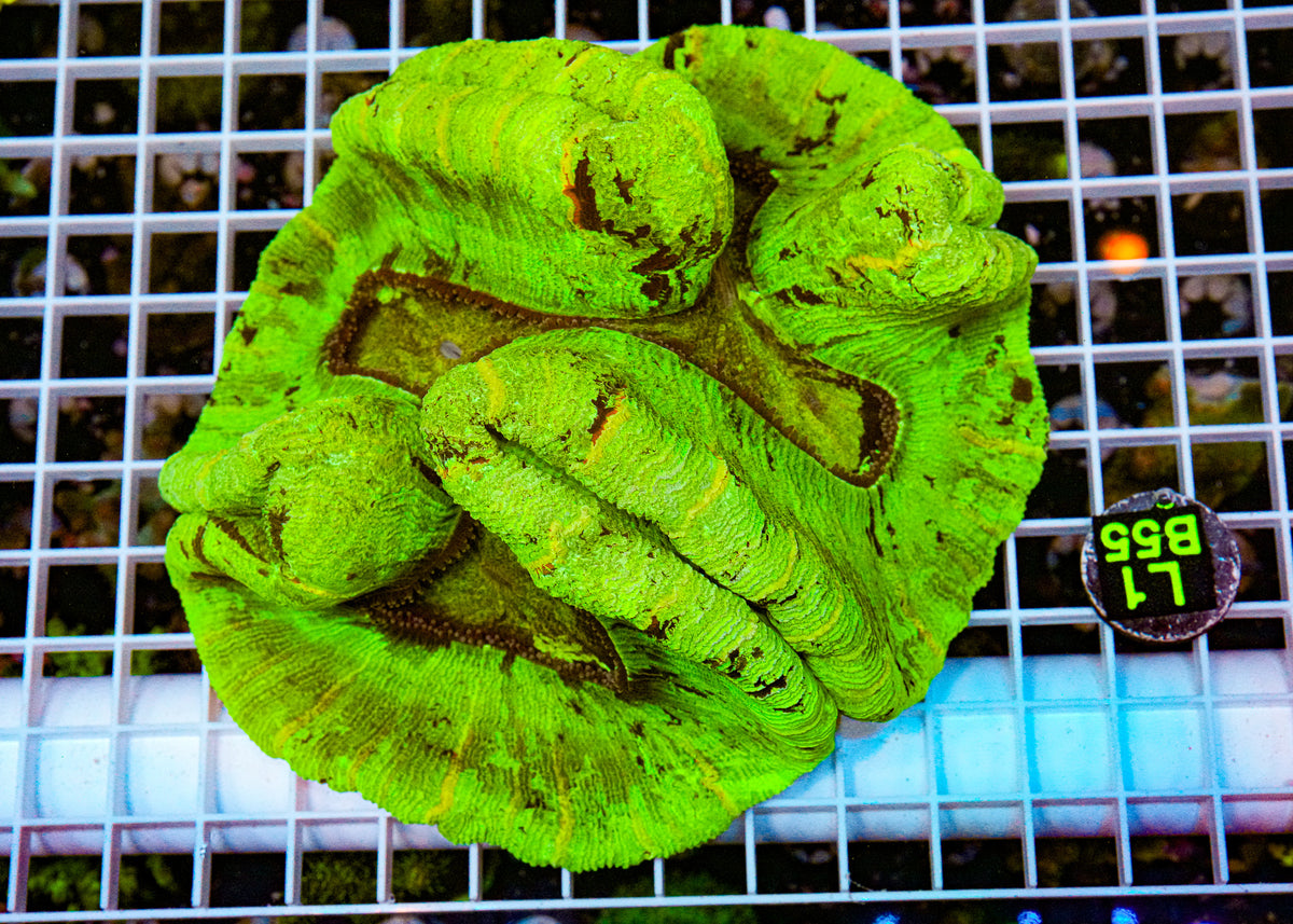 XL Ultra  Wellsophyllia "WYSIWYG"