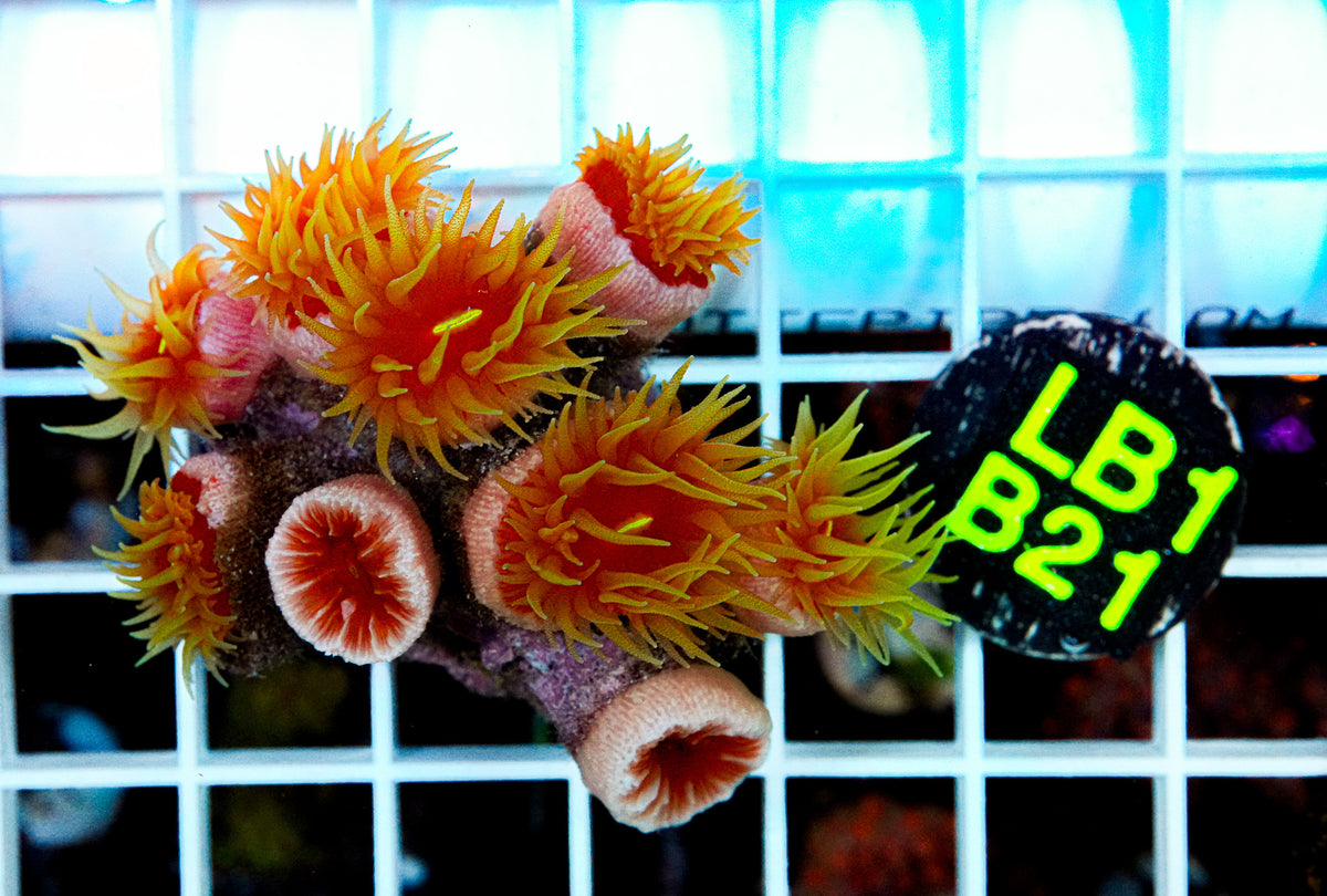 Aussie Dendros "WYSIWYG"