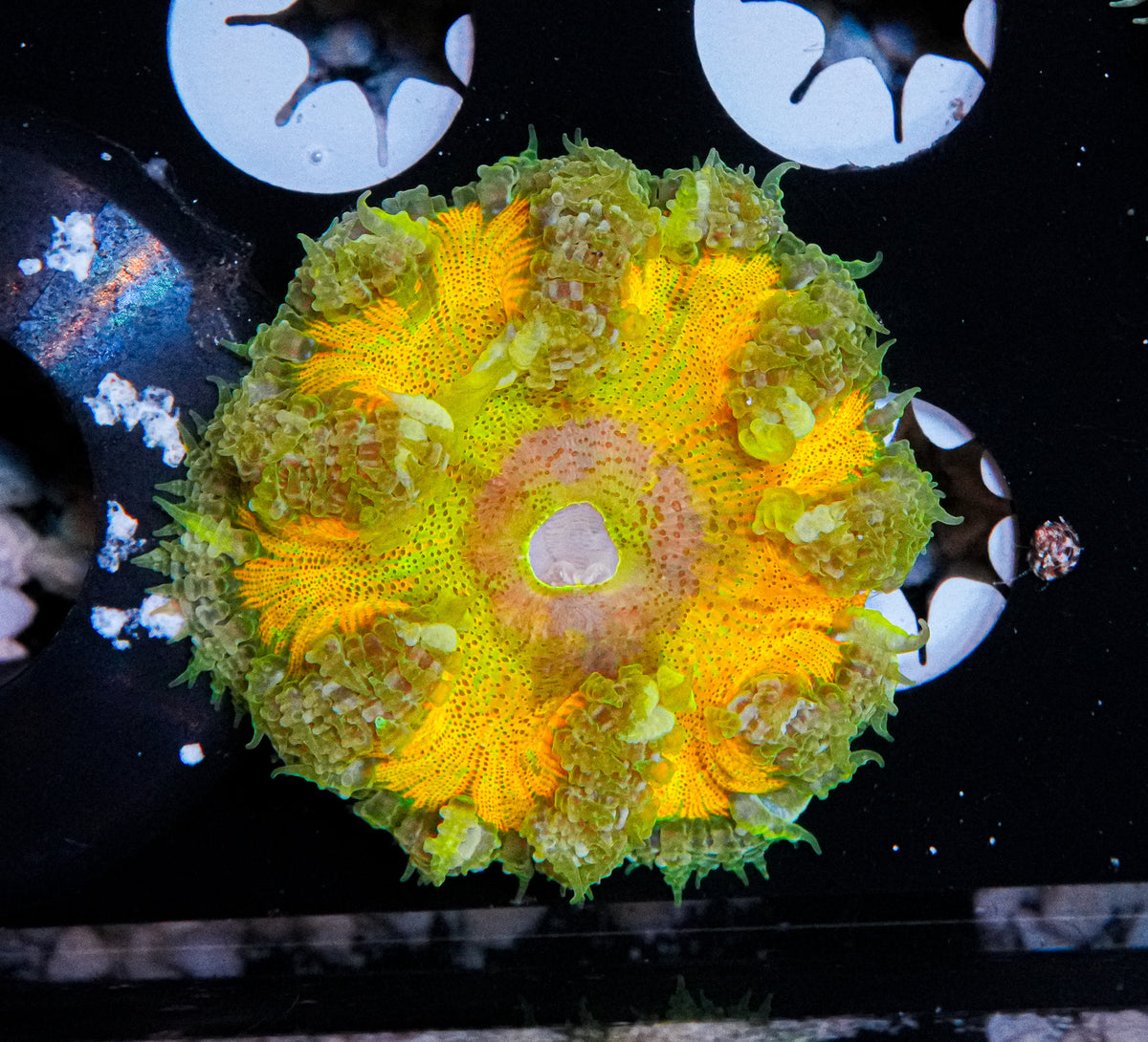 Ultra Rock Flower Anemone "WYSIWYG"