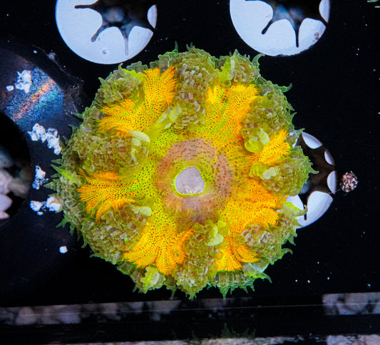 Ultra Rock Flower Anemone "WYSIWYG"