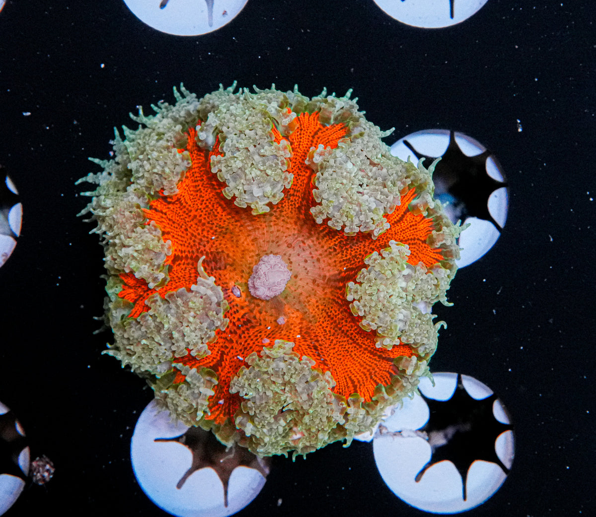 Ultra Rock Flower Anemone "WYSIWYG"