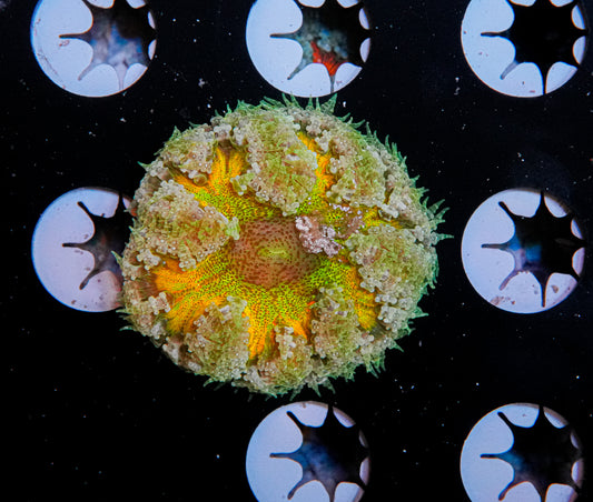 Ultra Rock Flower Anemone "WYSIWYG"