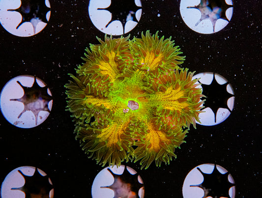 Ultra Rock Flower Anemone "WYSIWYG"