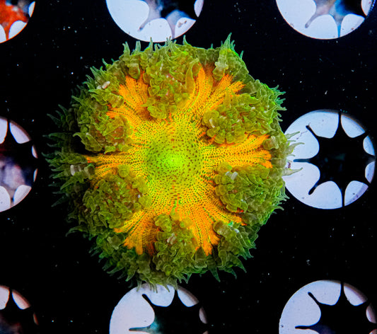 Ultra Rock Flower Anemone "WYSIWYG"