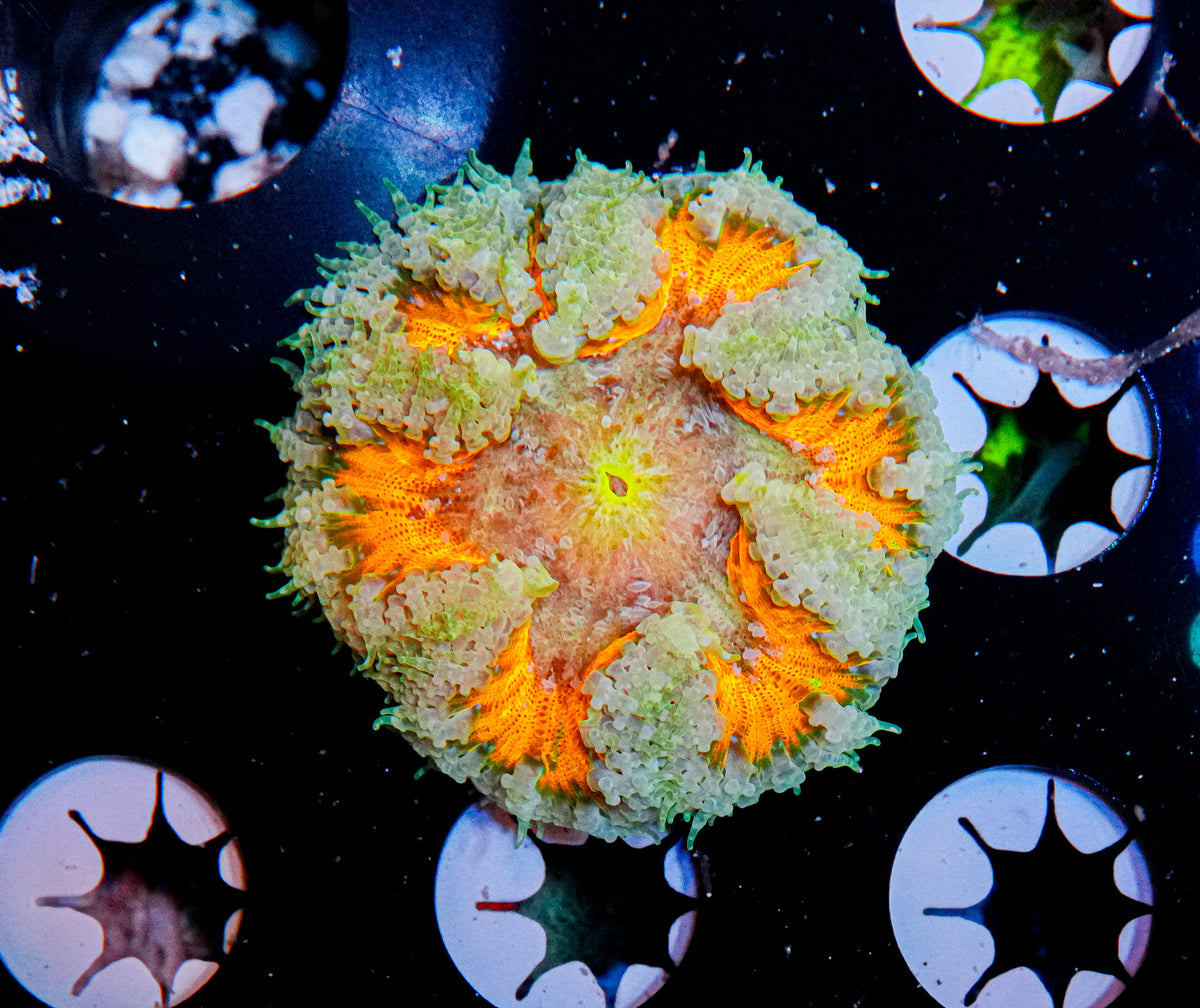 Ultra Rock Flower Anemone "WYSIWYG"
