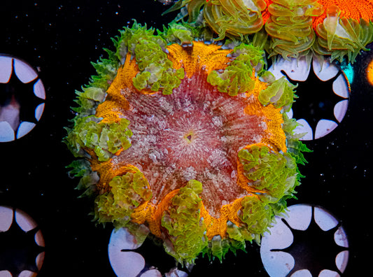 Ultra Rock Flower Anemone "WYSIWYG"