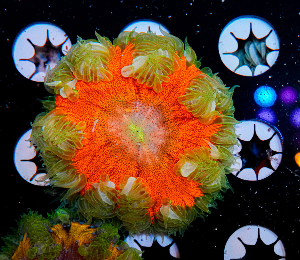 Ultra Rock Flower Anemone "WYSIWYG"