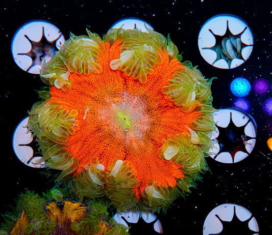Ultra Rock Flower Anemone "WYSIWYG"