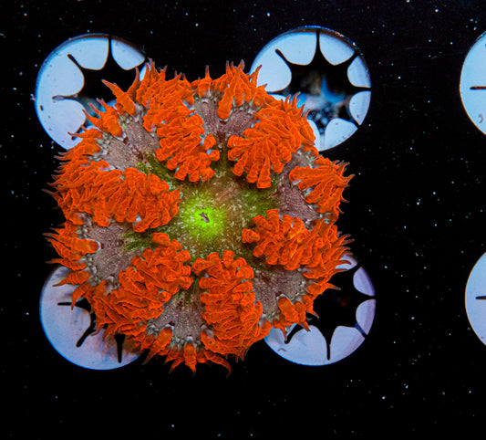 Ultra Rock Flower Anemone "WYSIWYG"