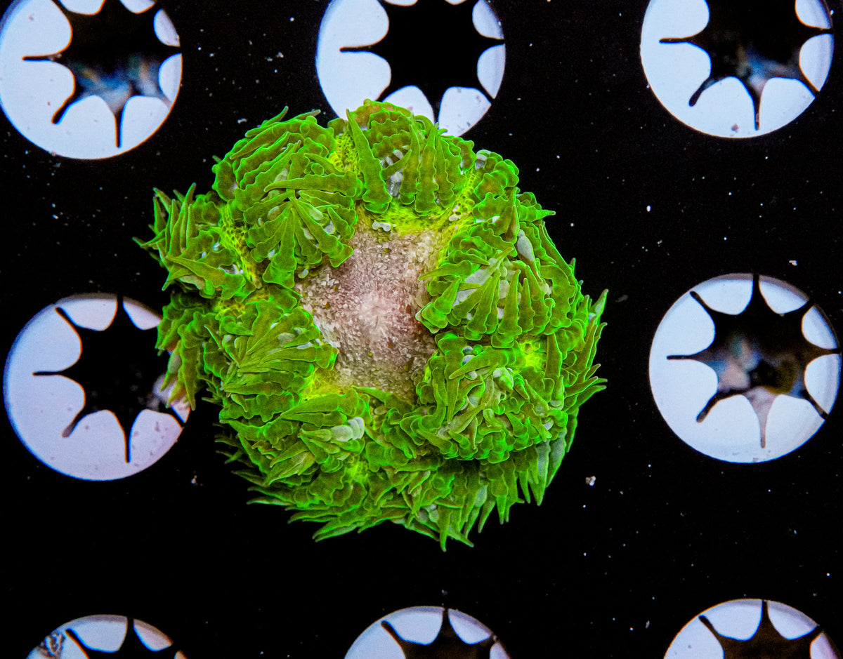 Ultra Rock Flower Anemone "WYSIWYG"