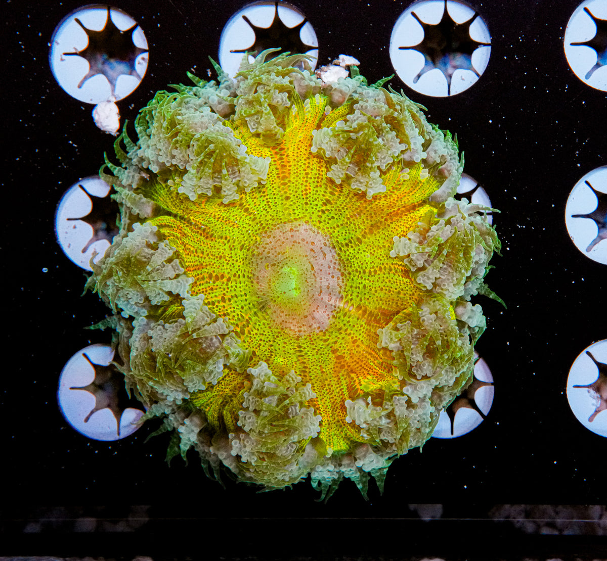 Ultra Rock Flower Anemone "WYSIWYG"