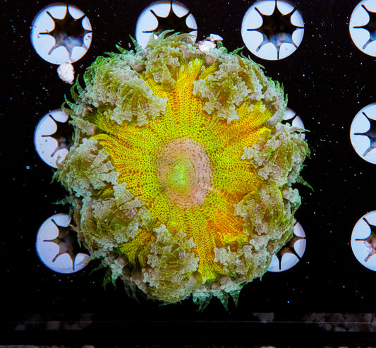 Ultra Rock Flower Anemone "WYSIWYG"
