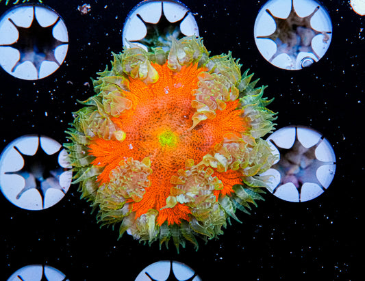 Ultra Rock Flower Anemone "WYSIWYG"