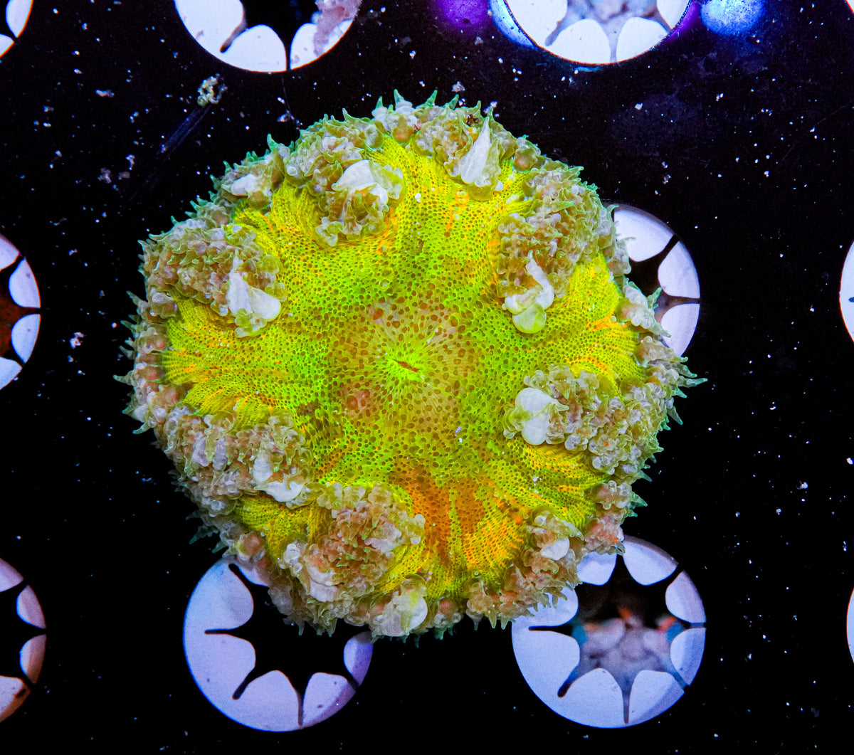 Ultra Rock Flower Anemone "WYSIWYG"