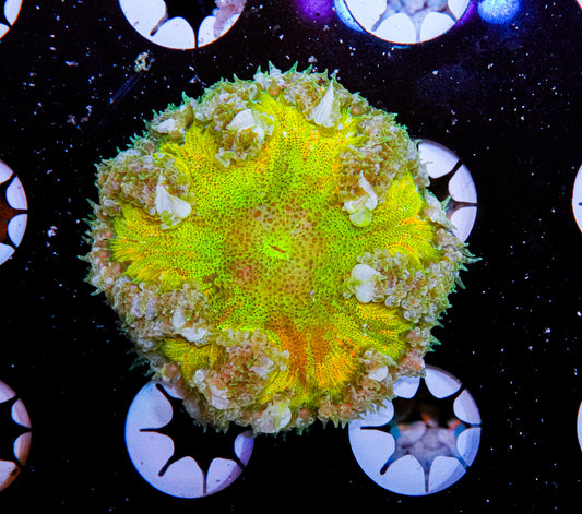 Ultra Rock Flower Anemone "WYSIWYG"