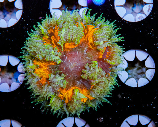 Ultra Rock Flower Anemone "WYSIWYG"