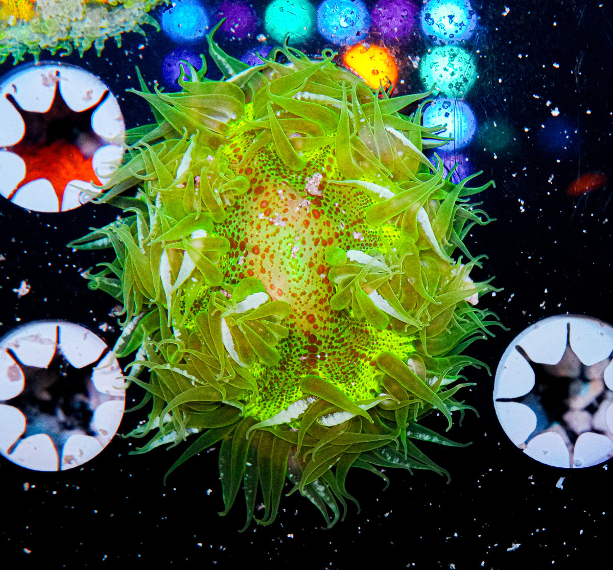 Ultra Rock Flower Anemone "WYSIWYG"