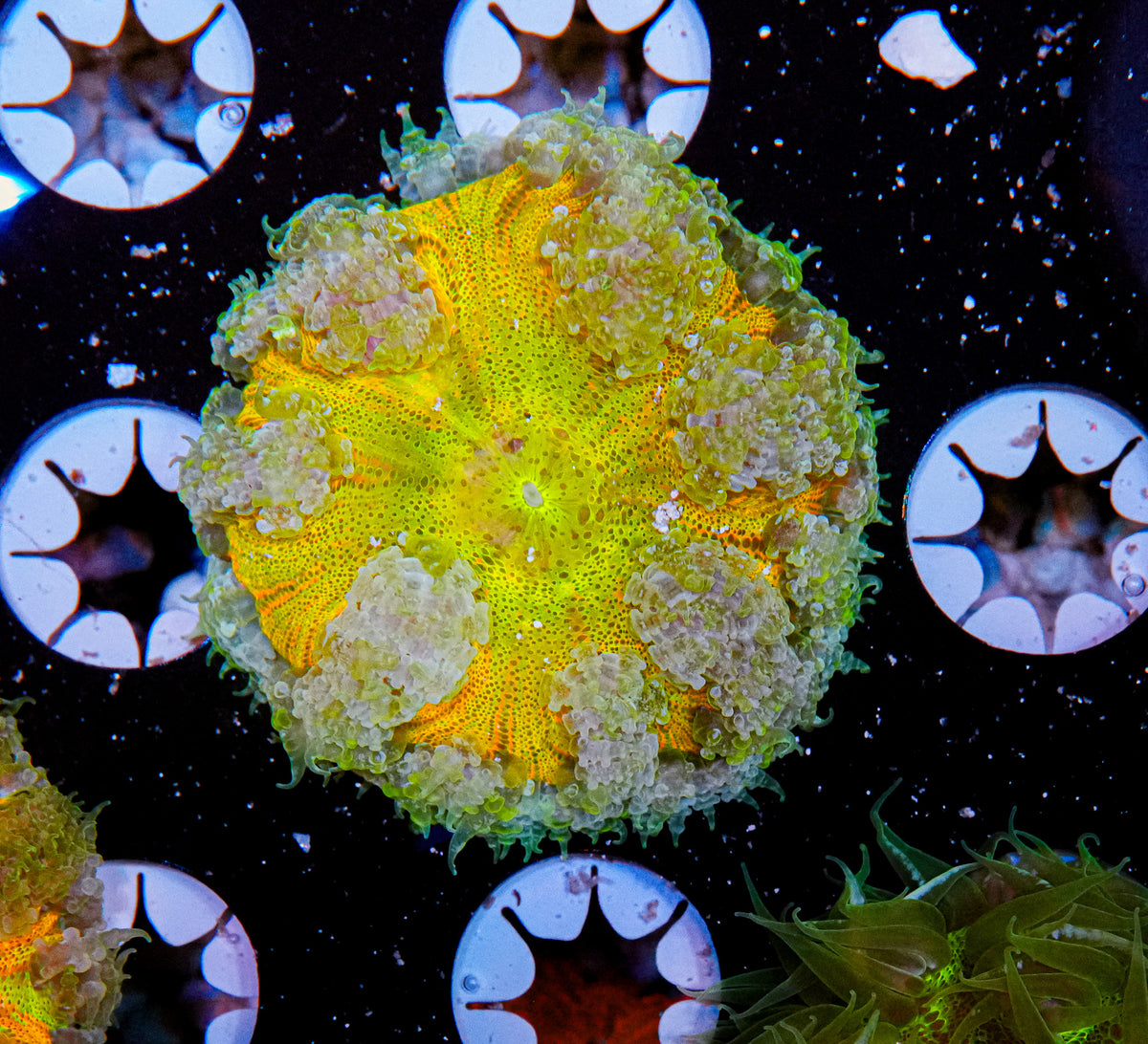 Ultra Rock Flower Anemone "WYSIWYG"