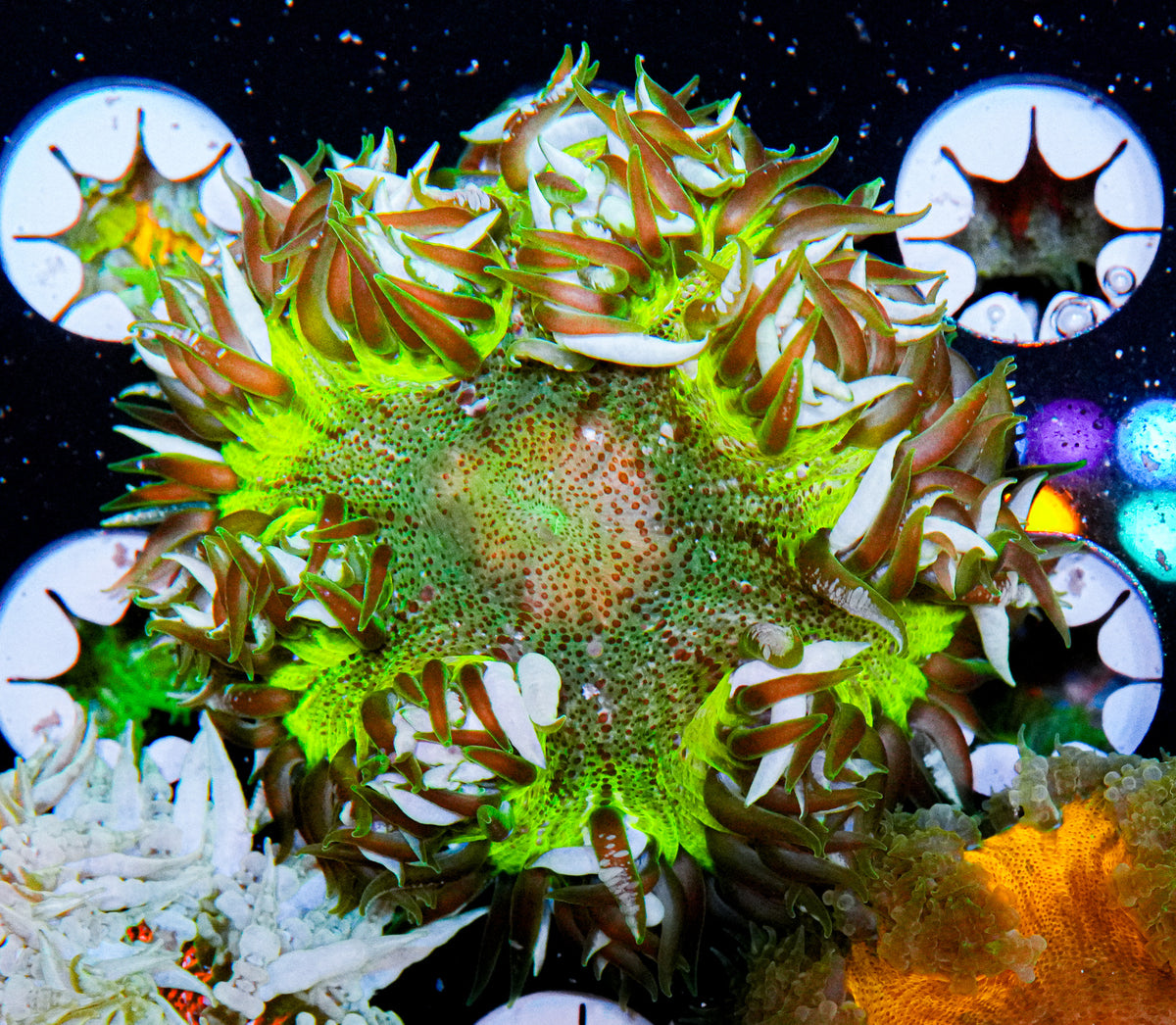 Ultra Rock Flower Anemone "WYSIWYG"