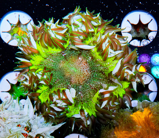 Ultra Rock Flower Anemone "WYSIWYG"