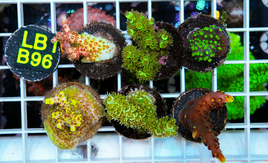 Premo Aquaculture Acro Pack "WYSIWYG"