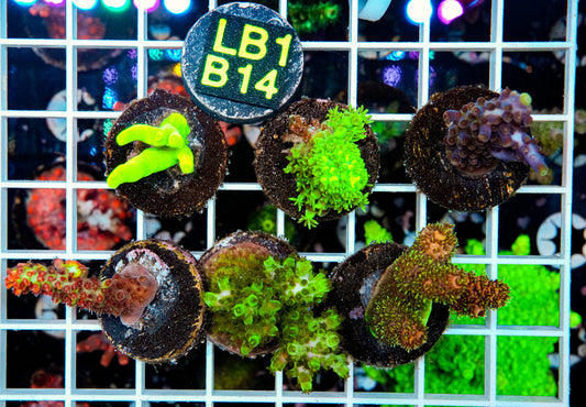 Premo Aquaculture Acro Pack "WYSIWYG"