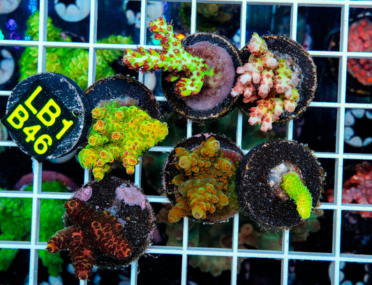 Premo Aquaculture Acro Pack "WYSIWYG"