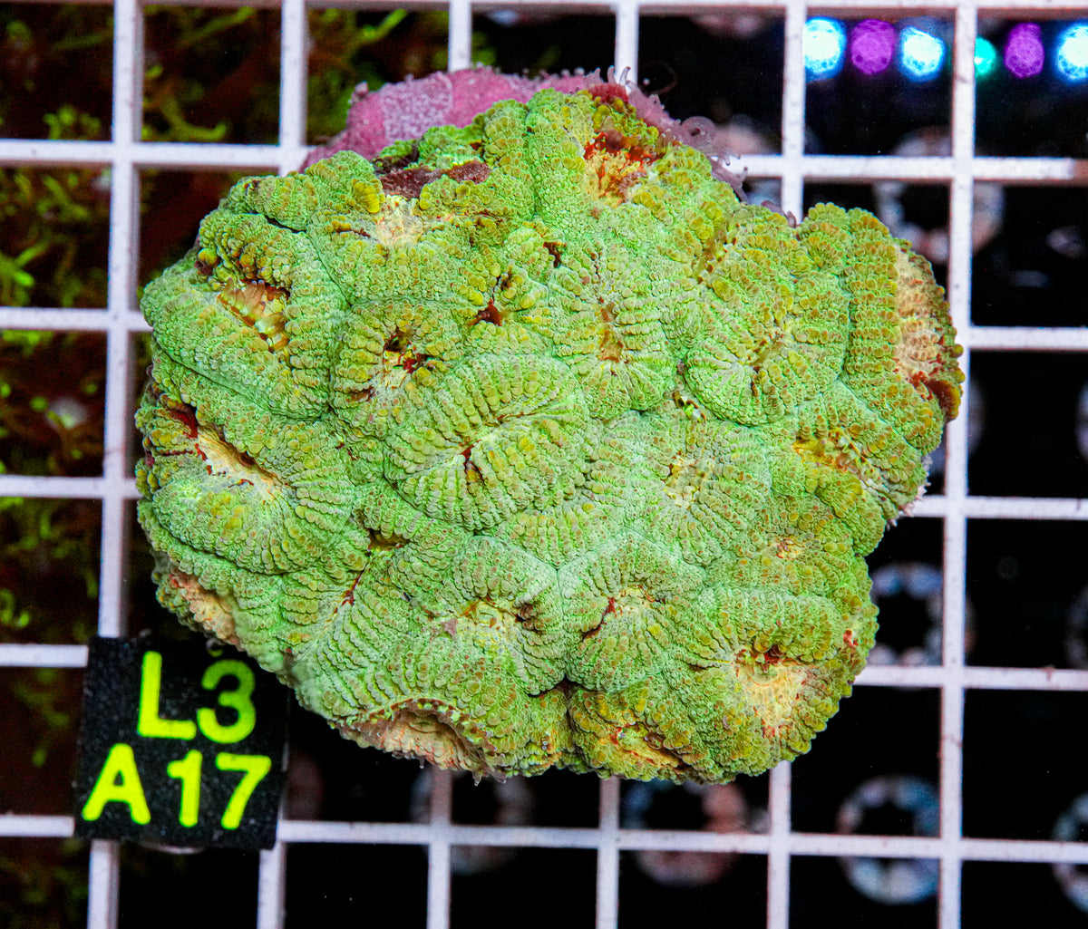 Hulk Green Favia "WYSIWYG"