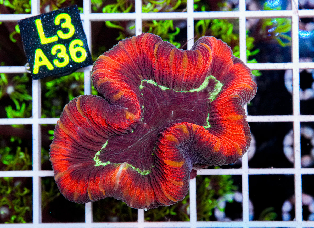 Psycho Aussie Trachyphyllia "WYSIWYG"