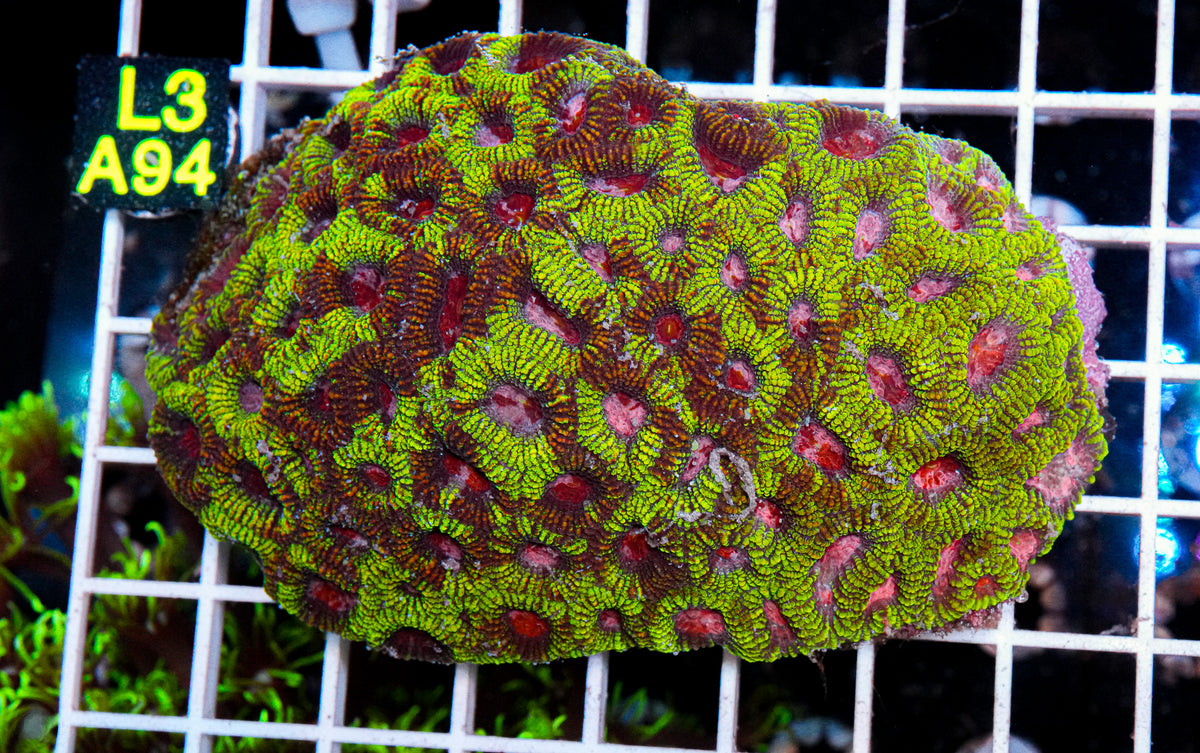 Rainbow Favia Colony "WYSIWYG"