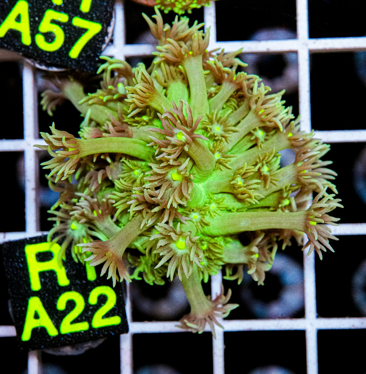 Aussie Aquacultured Goniopora "WYSIWYG"