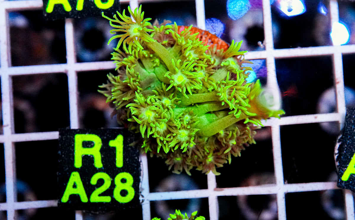 Aussie Aquacultured Goniopora "WYSIWYG"