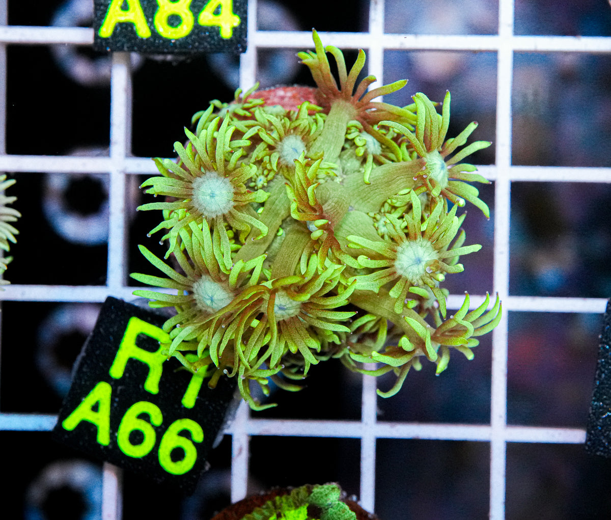 Aussie Aquacultured Goniopora "WYSIWYG"